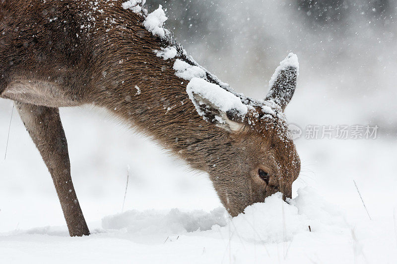 马鹿(Cervus elaphus)